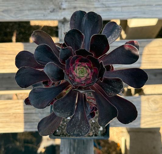 Aeonium arboreum 'Zwartkop' S17 | Black Rose Aeonium