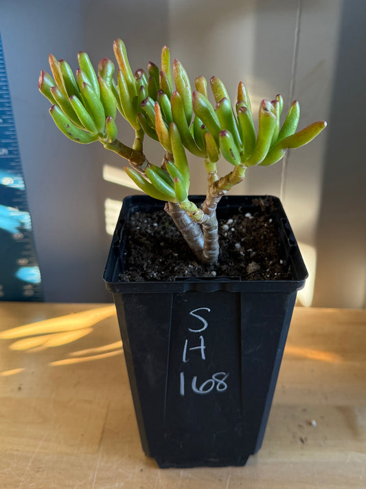 'ET Fingers' Jade SH168 | Crassula ovata 'Gollum'