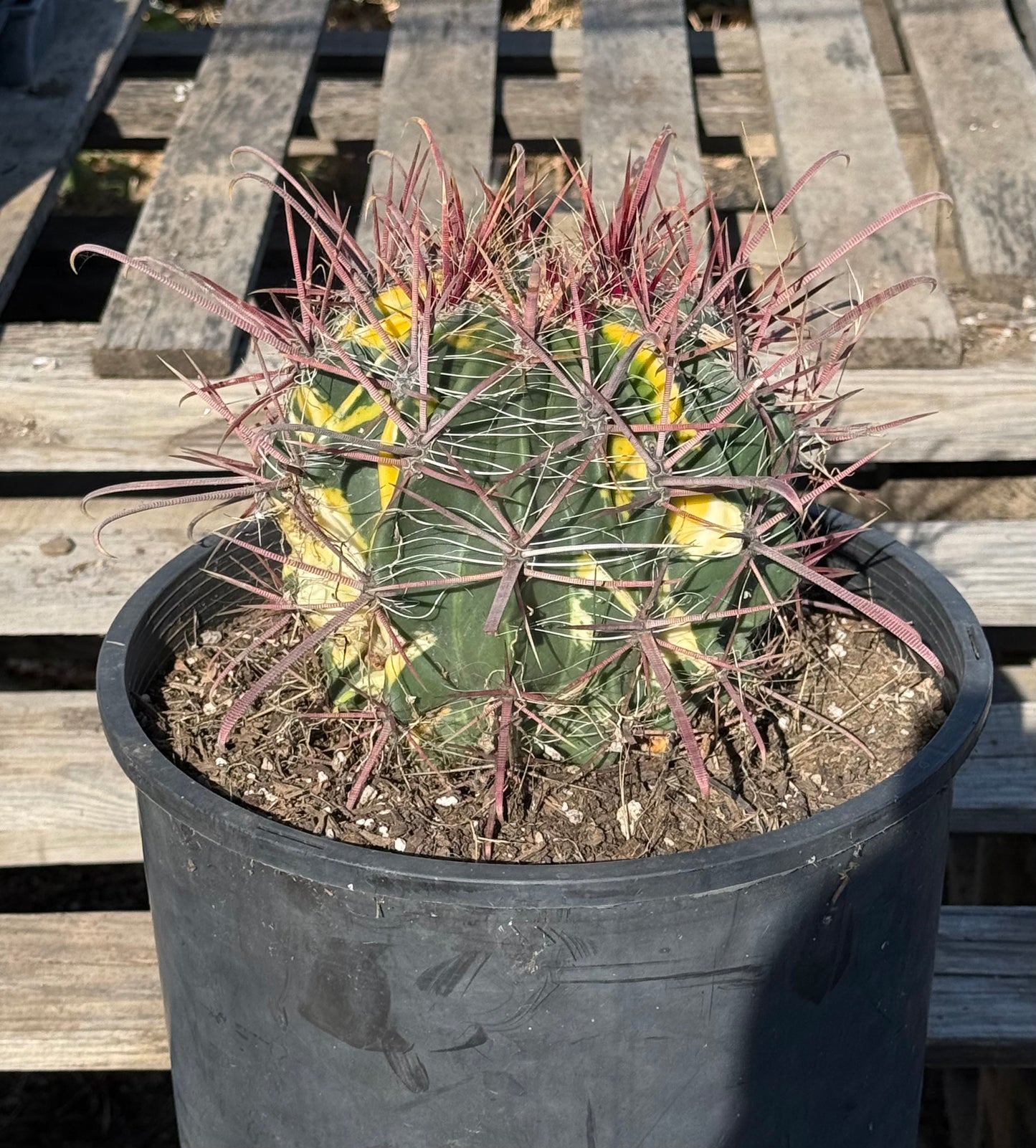SUPER RARE Variegated Barrel Cactus S53