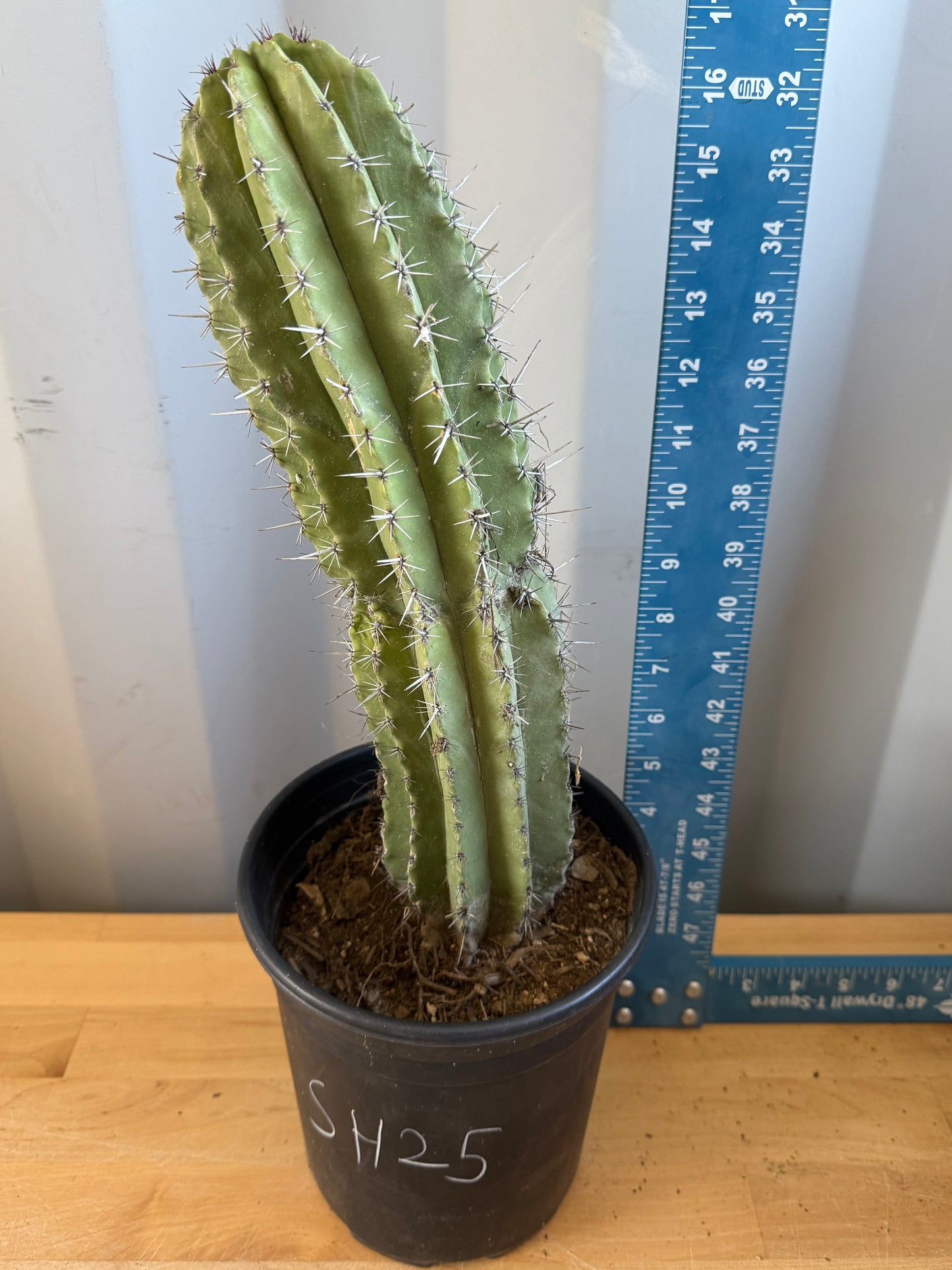 Stenocereus griseus SH25 | Mexican Organ Pipe Cactus