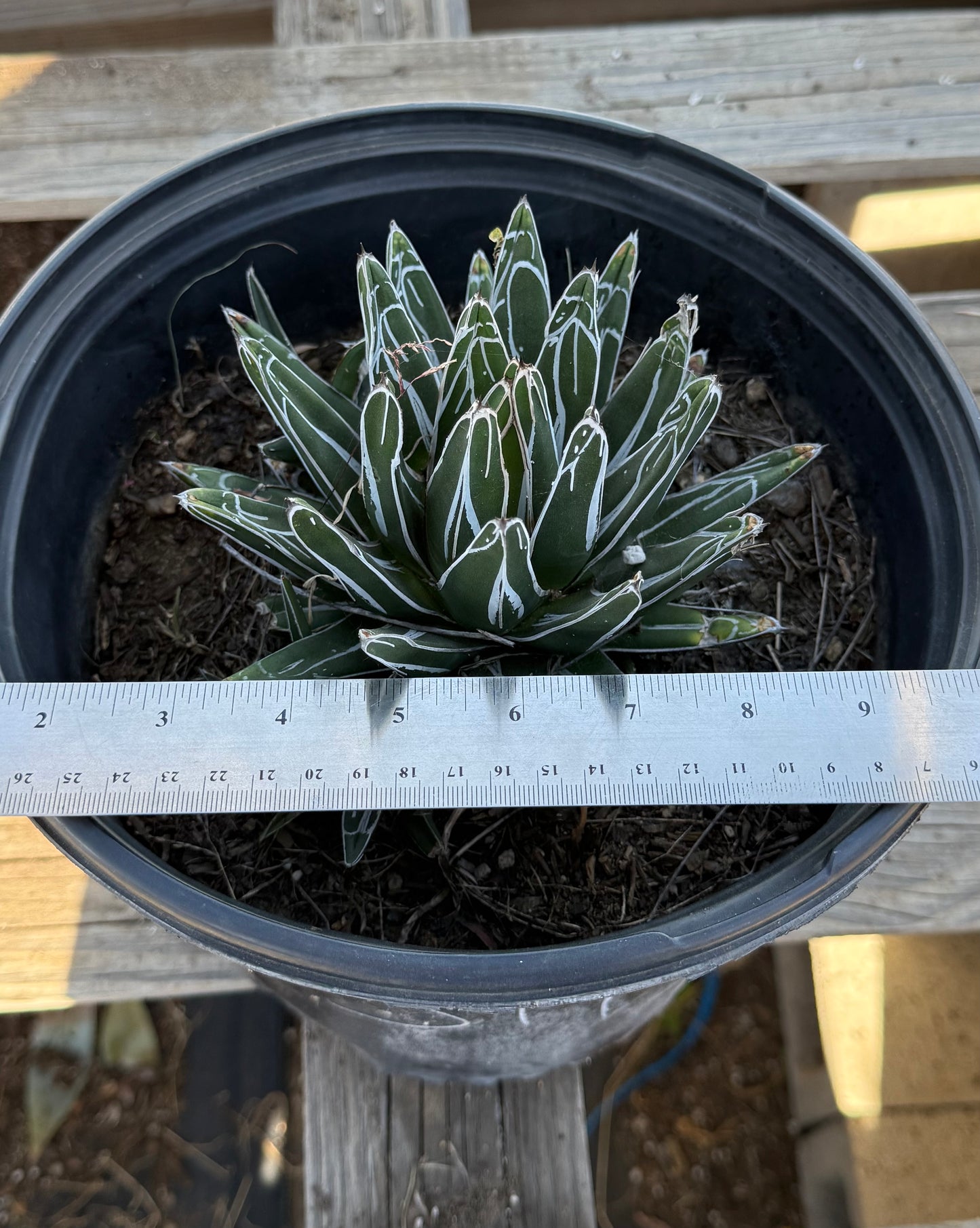 Agave victoriae-reginae S44 | Queen Victoria Agave