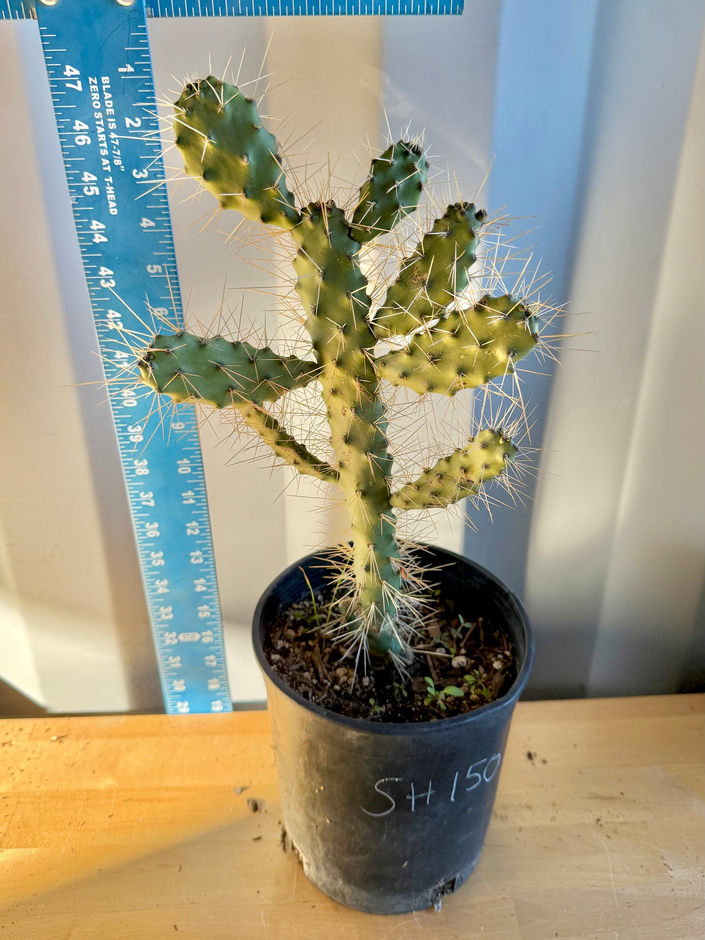 Cholla Cactus SH150 | Cylindropuntia cholla