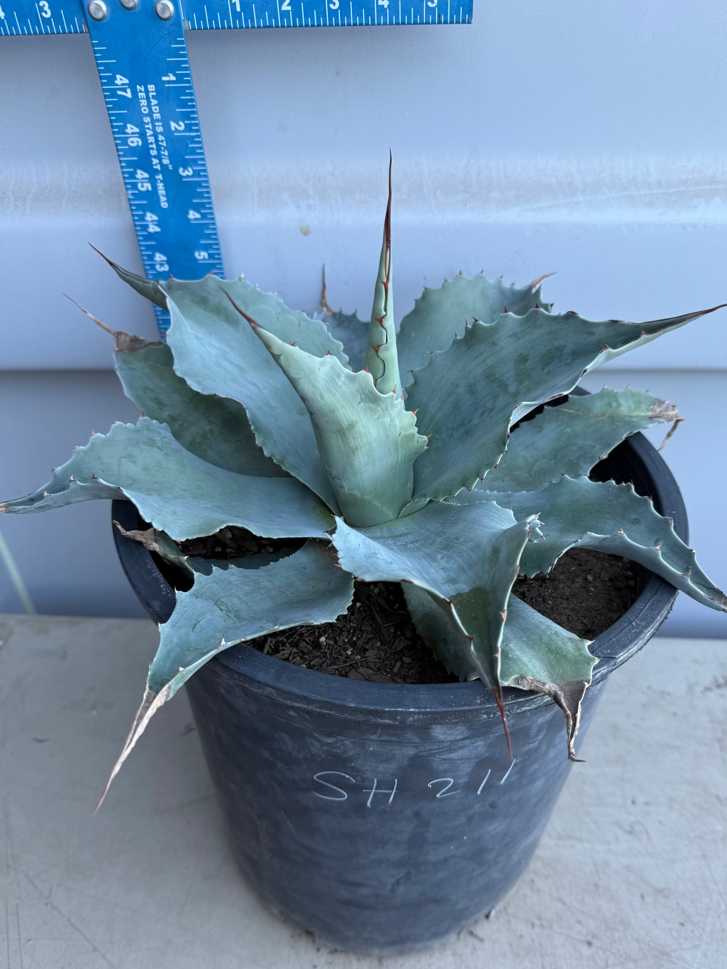 Whale's Tongue Agave SH2111 | Agave ovatifolia