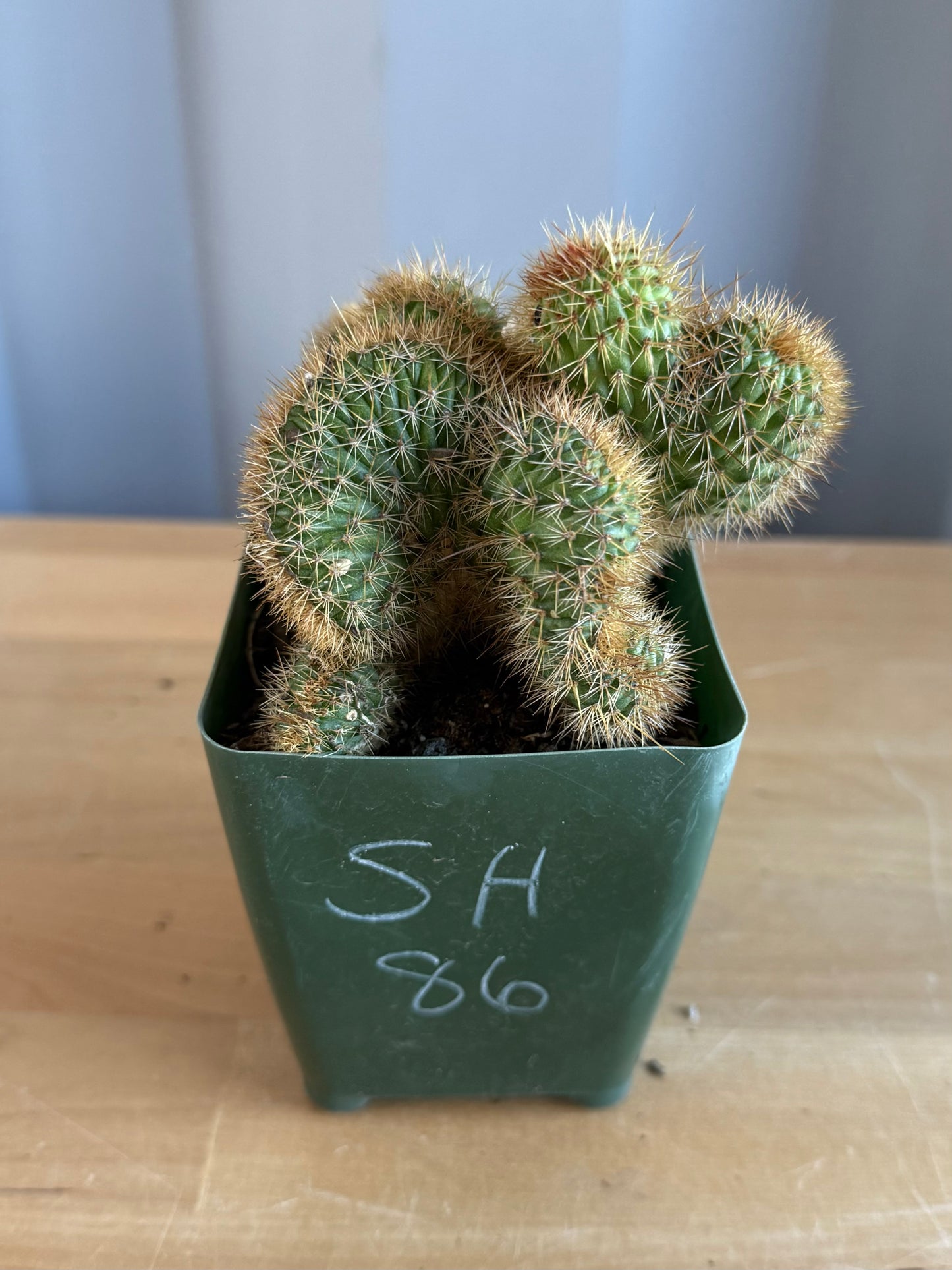 Crested Golden 'Rat Tail' Cactus | Cleistocactus winteri cristata SH86
