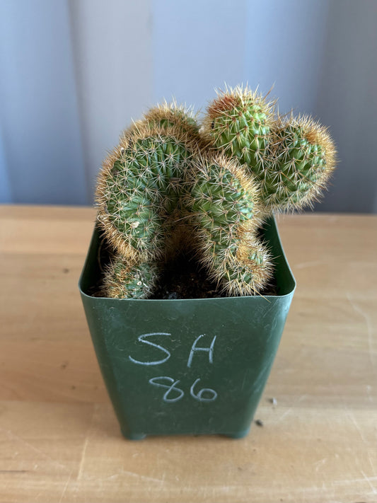 Crested Golden 'Rat Tail' Cactus | Cleistocactus winteri cristata SH86