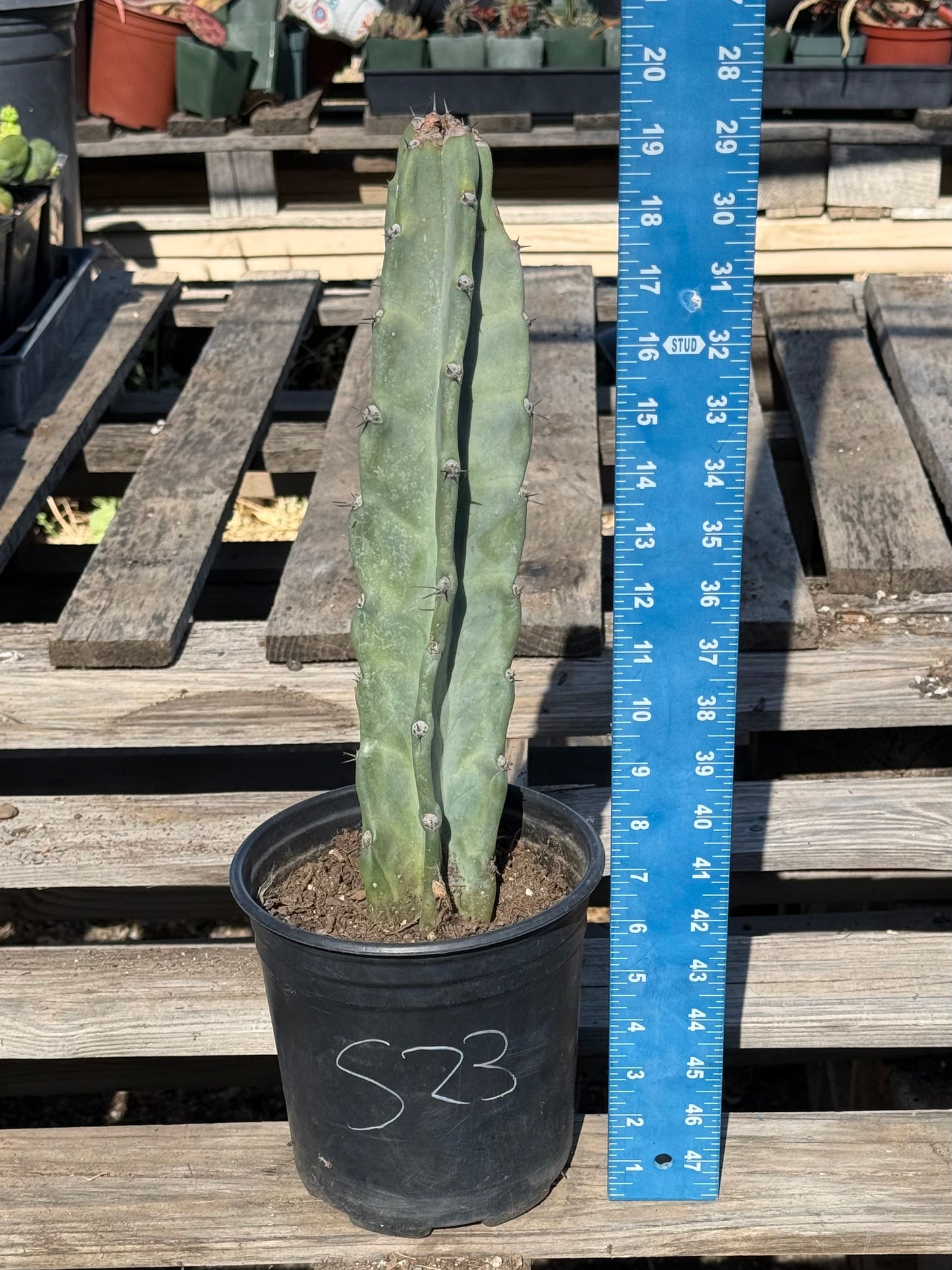 Cereus forbesii S23