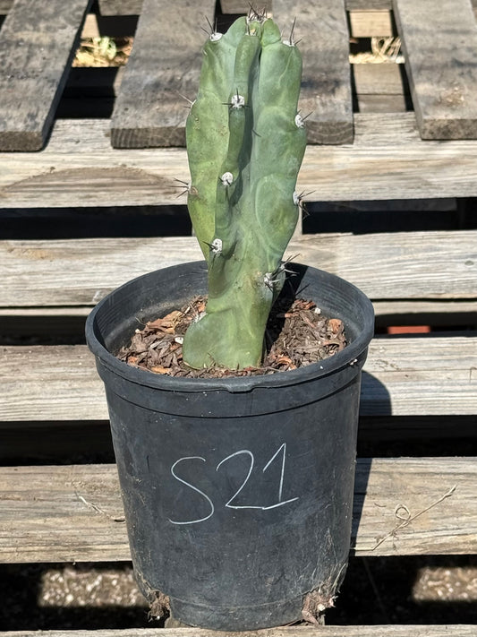 Cereus forbesii S21