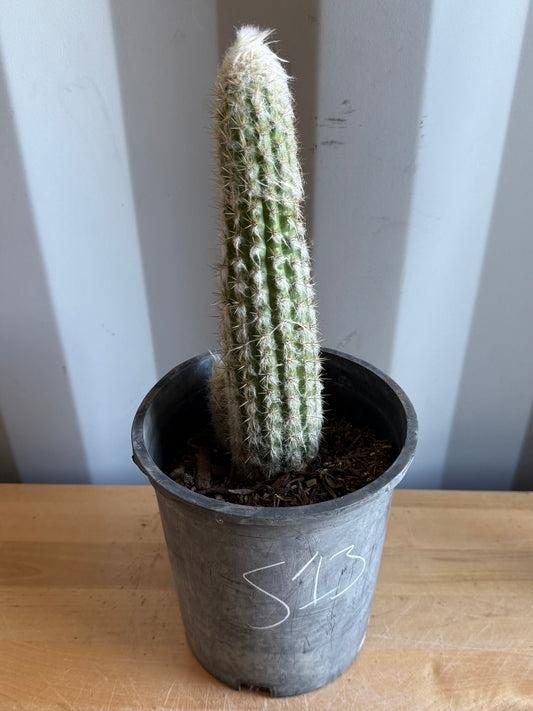 Old Man of the Andes | Oreocereus doelzianus S13