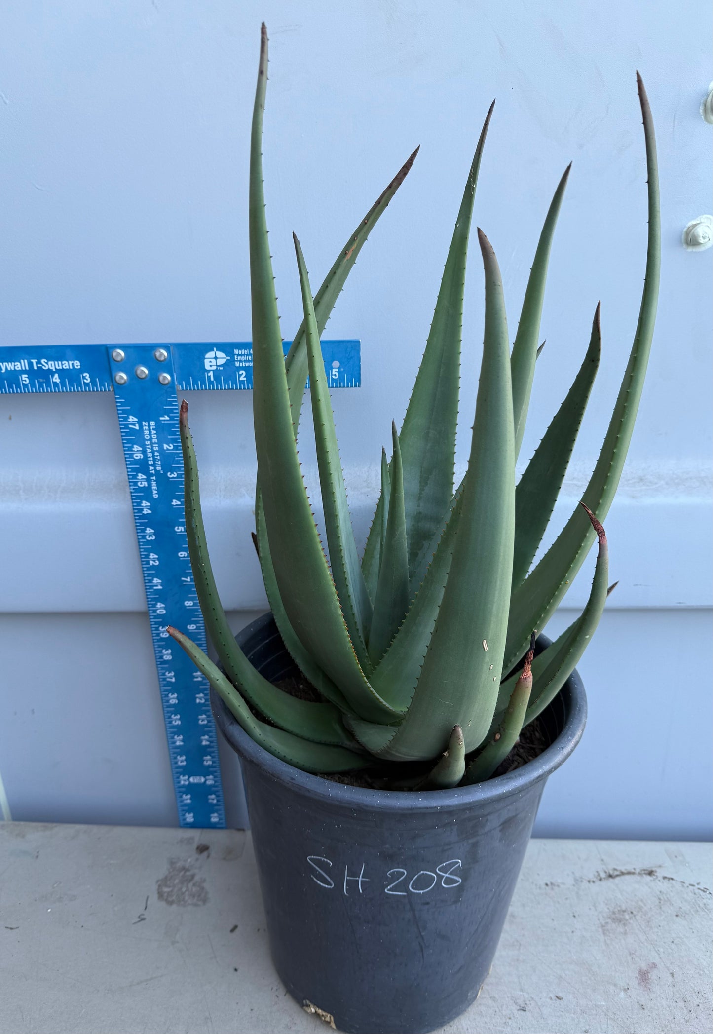 5gal Aloe Wickensii SH208