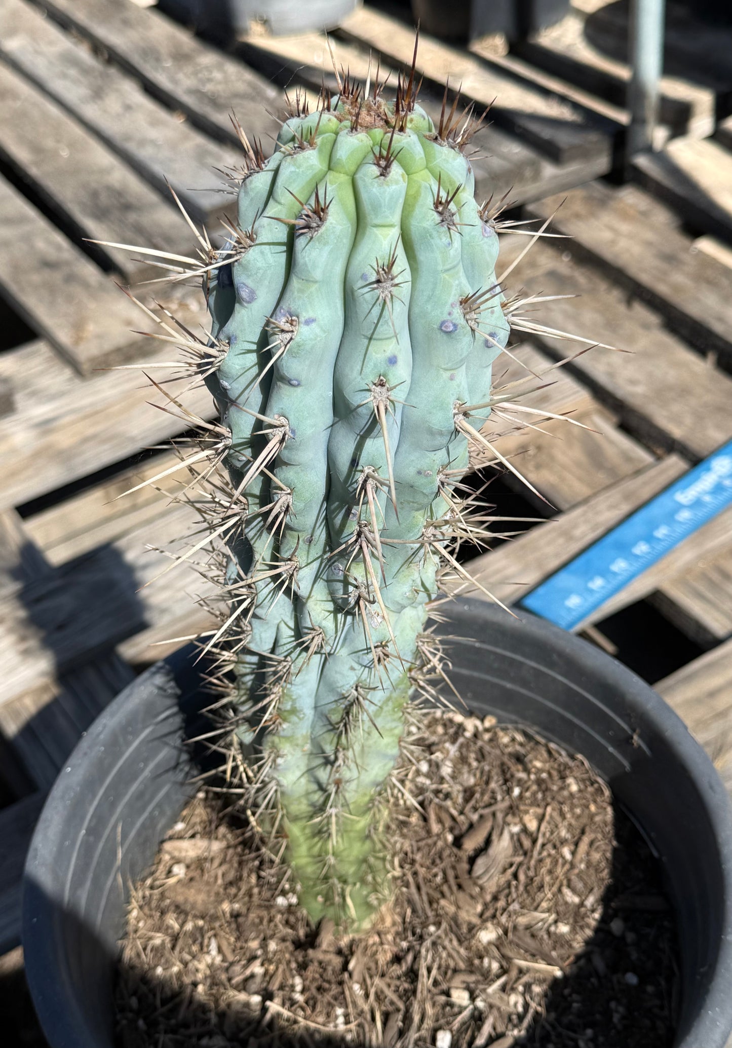 Browningia hertlingiana S3 | Blue Cereus