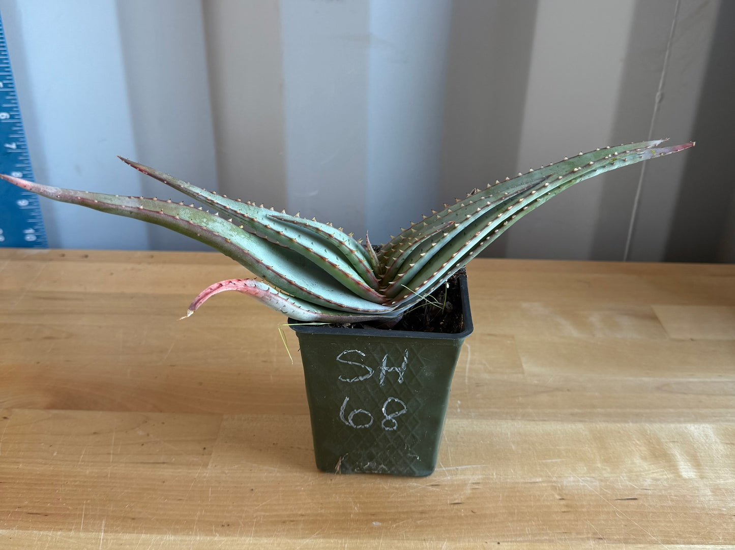 4-inch Mustache Aloe SH68 | Aloe suprafoliata
