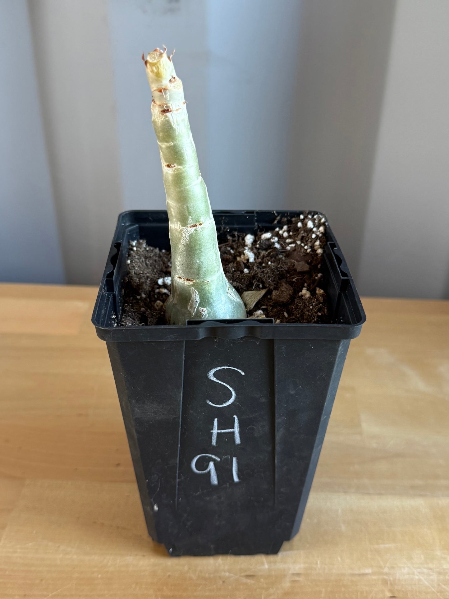 4-inch Cyphostemma cirrhosum SH91