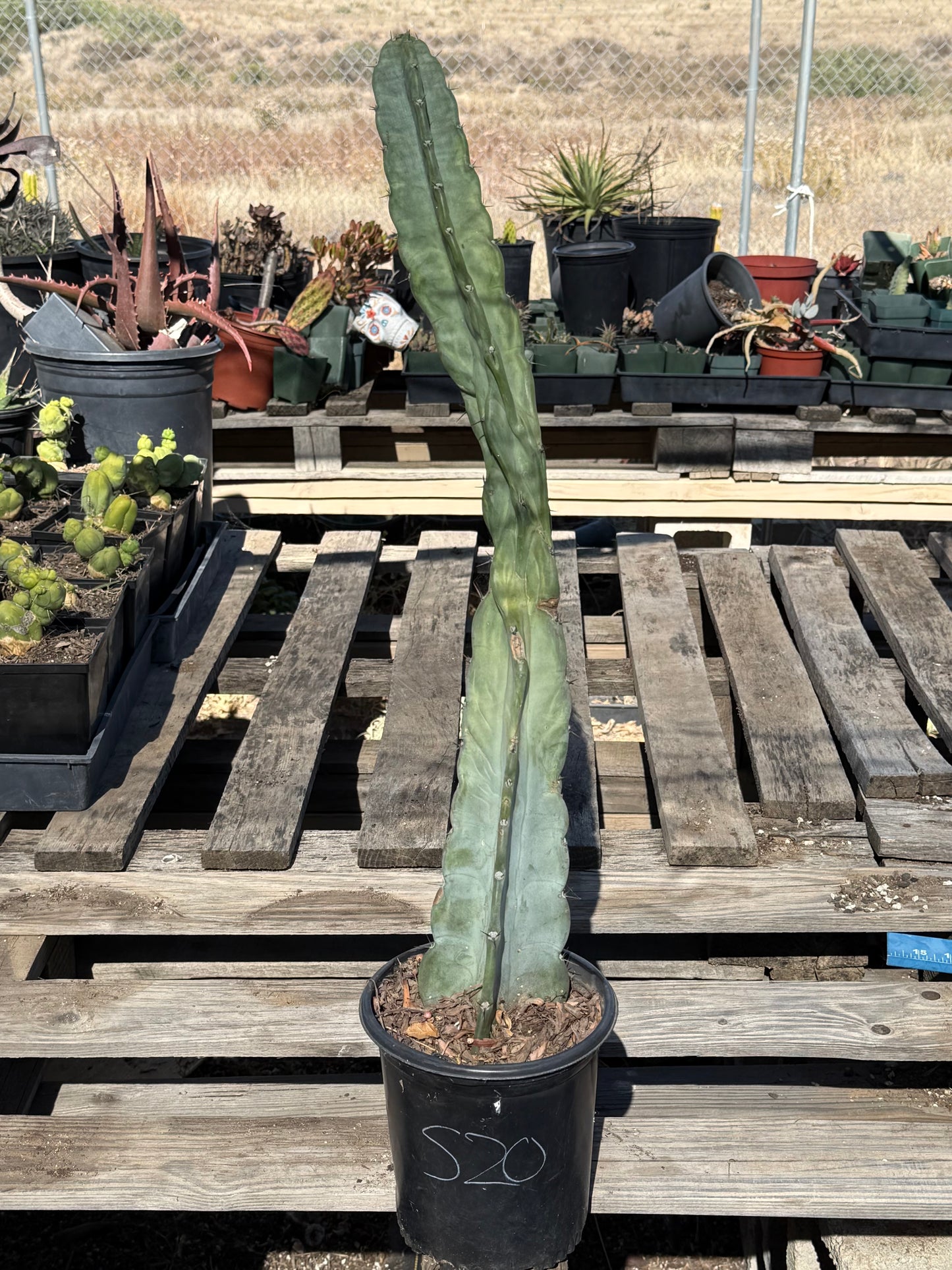 Cereus forbesii S20