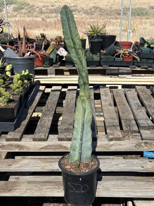 Cereus forbesii S20