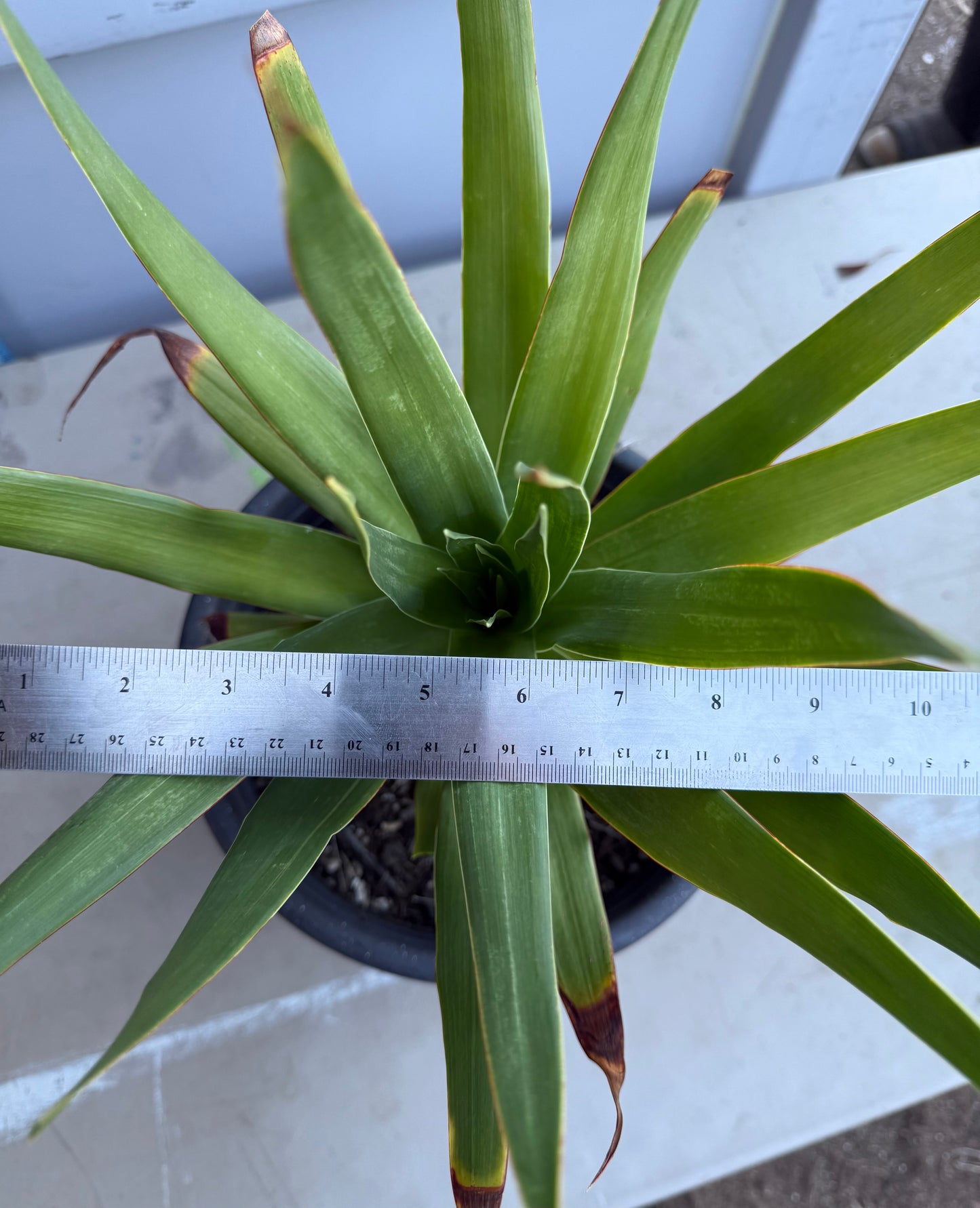 5 Gallon Dragon Tree SH194 | Dracaena draco