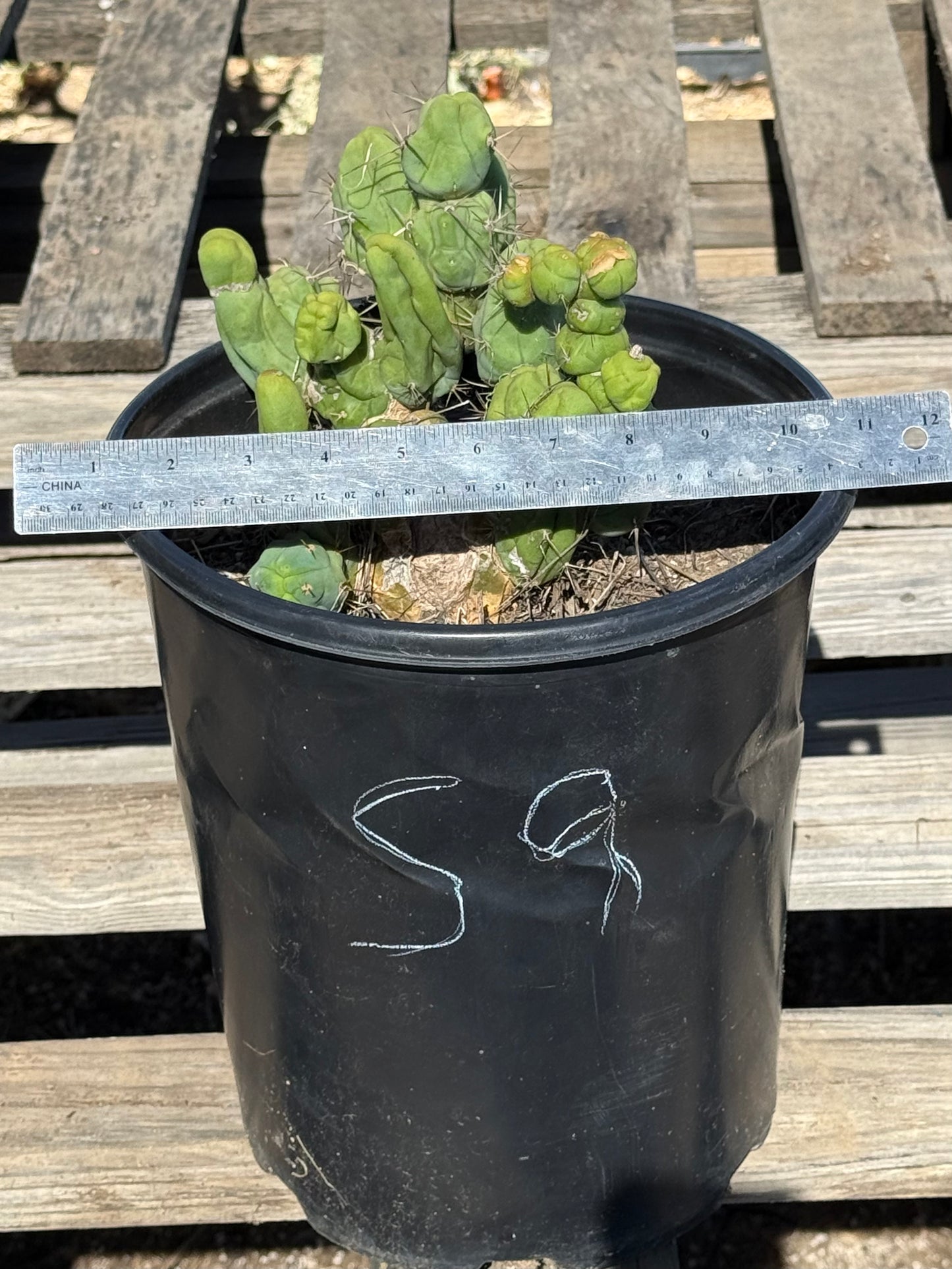 Monstrose Cactus S9