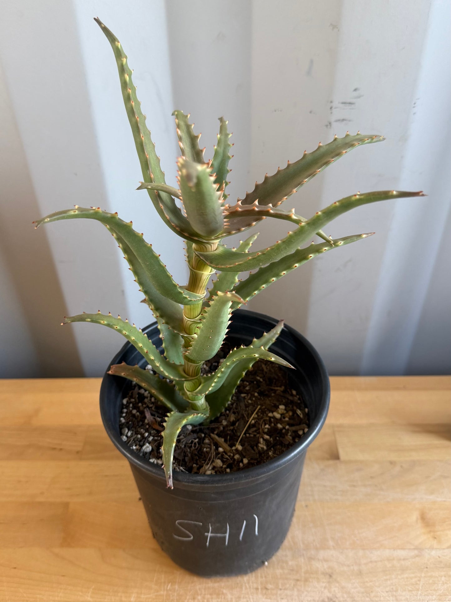 1gal Crocodile Aloe SH11