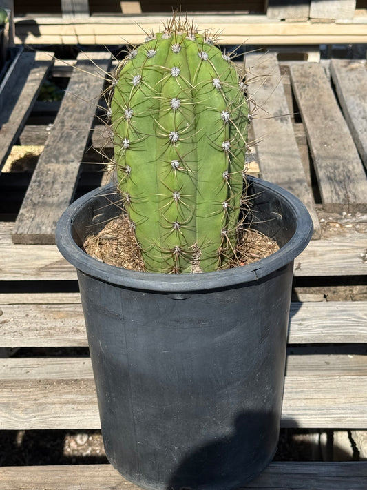 Echinopsis terscheckii S24