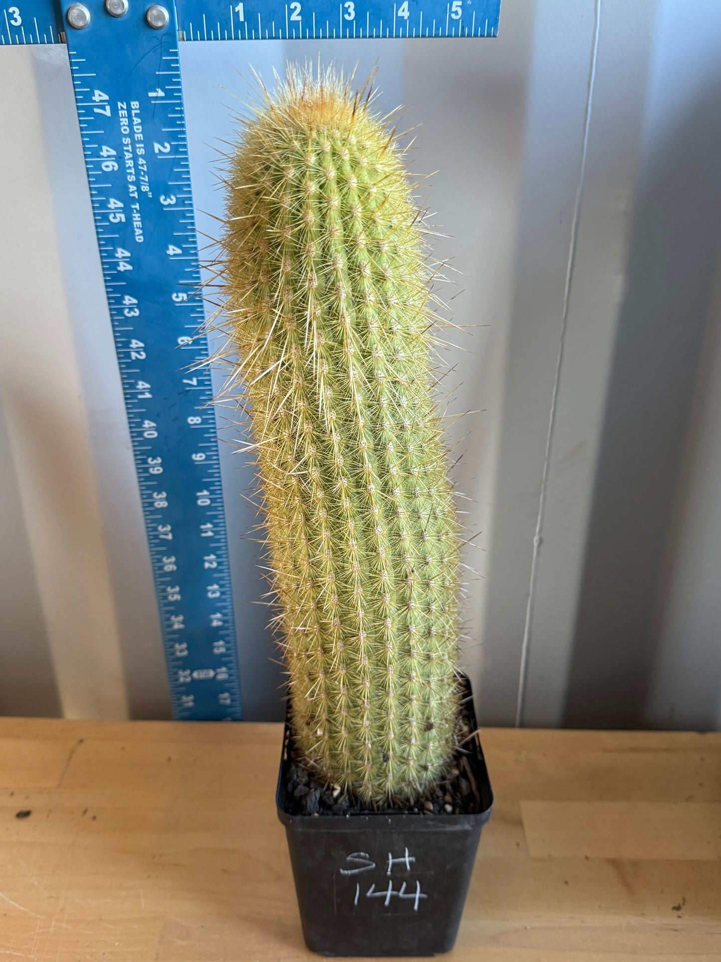 Weberbauerocereus winterianus SH144