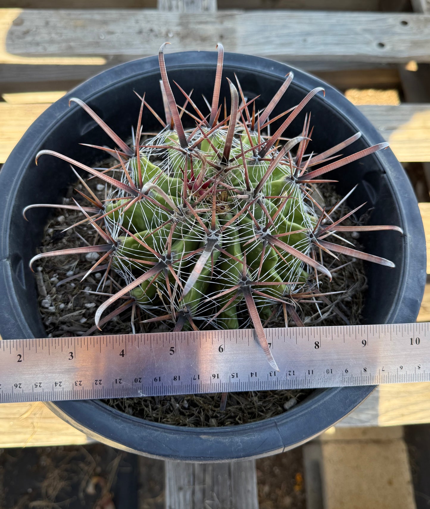 Ferocactus herrerae | Twisted Barrel Cactus S49