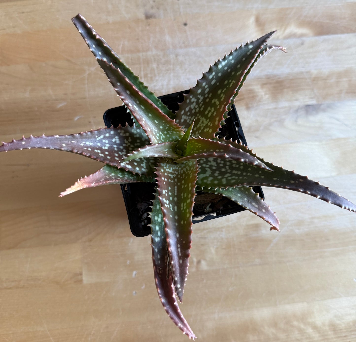 4-inch Aloe 'Cynthia Giddy' S62
