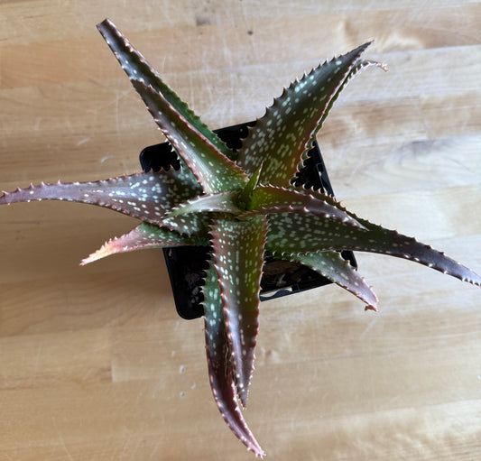 4-inch Aloe 'Cynthia Giddy' S62