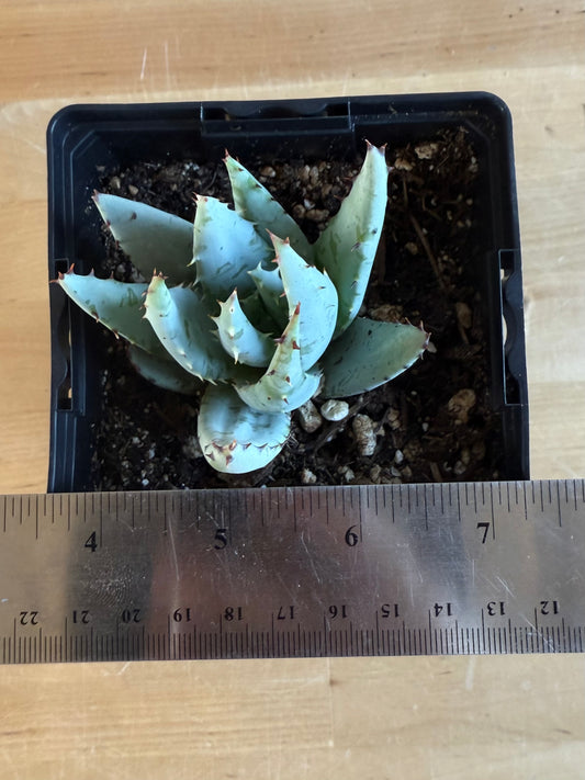 Fez Aloe SH135 | Aloe peglerae