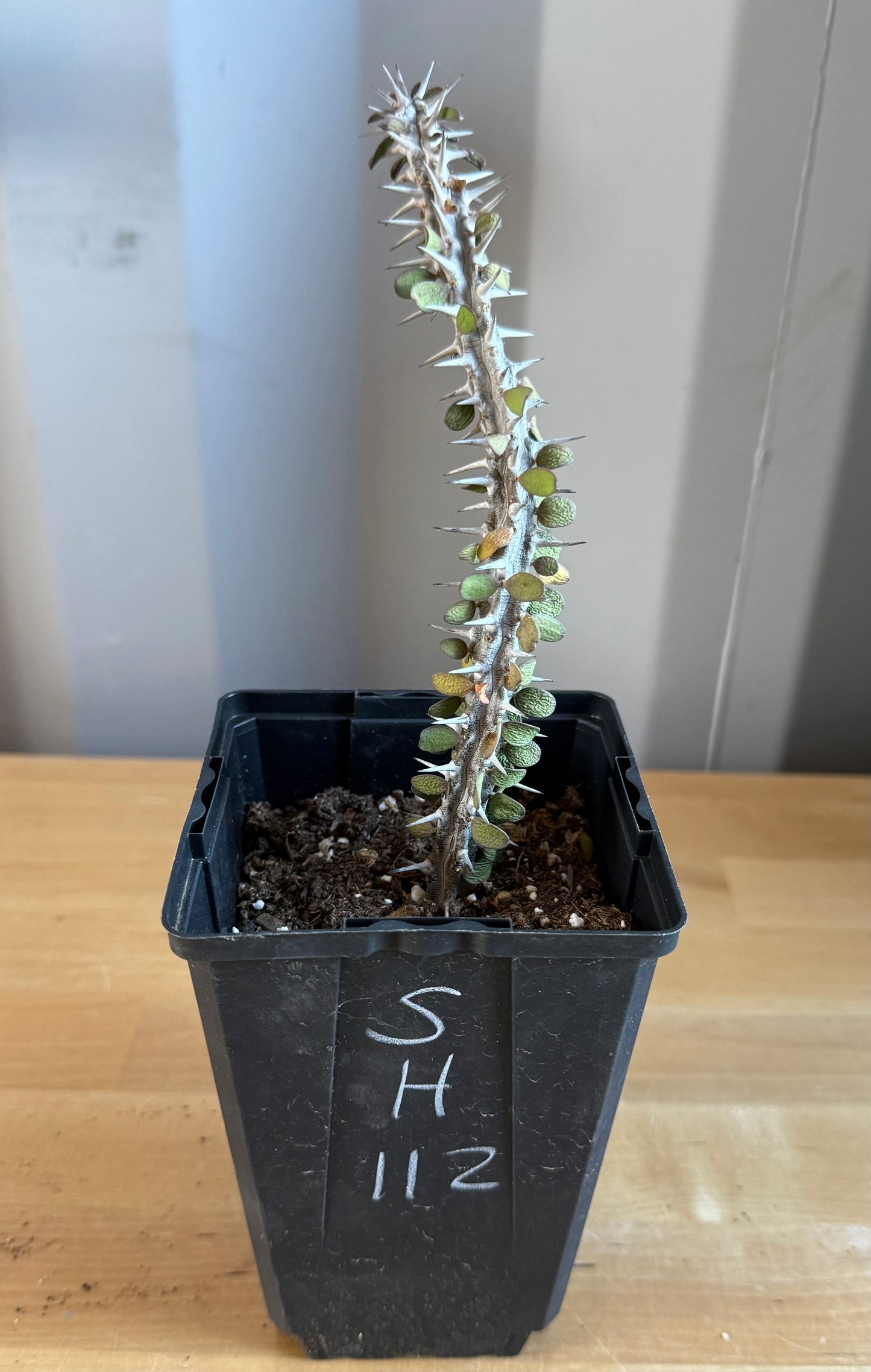 Madagascar Ocotillo SH112 | Alluaudia procera