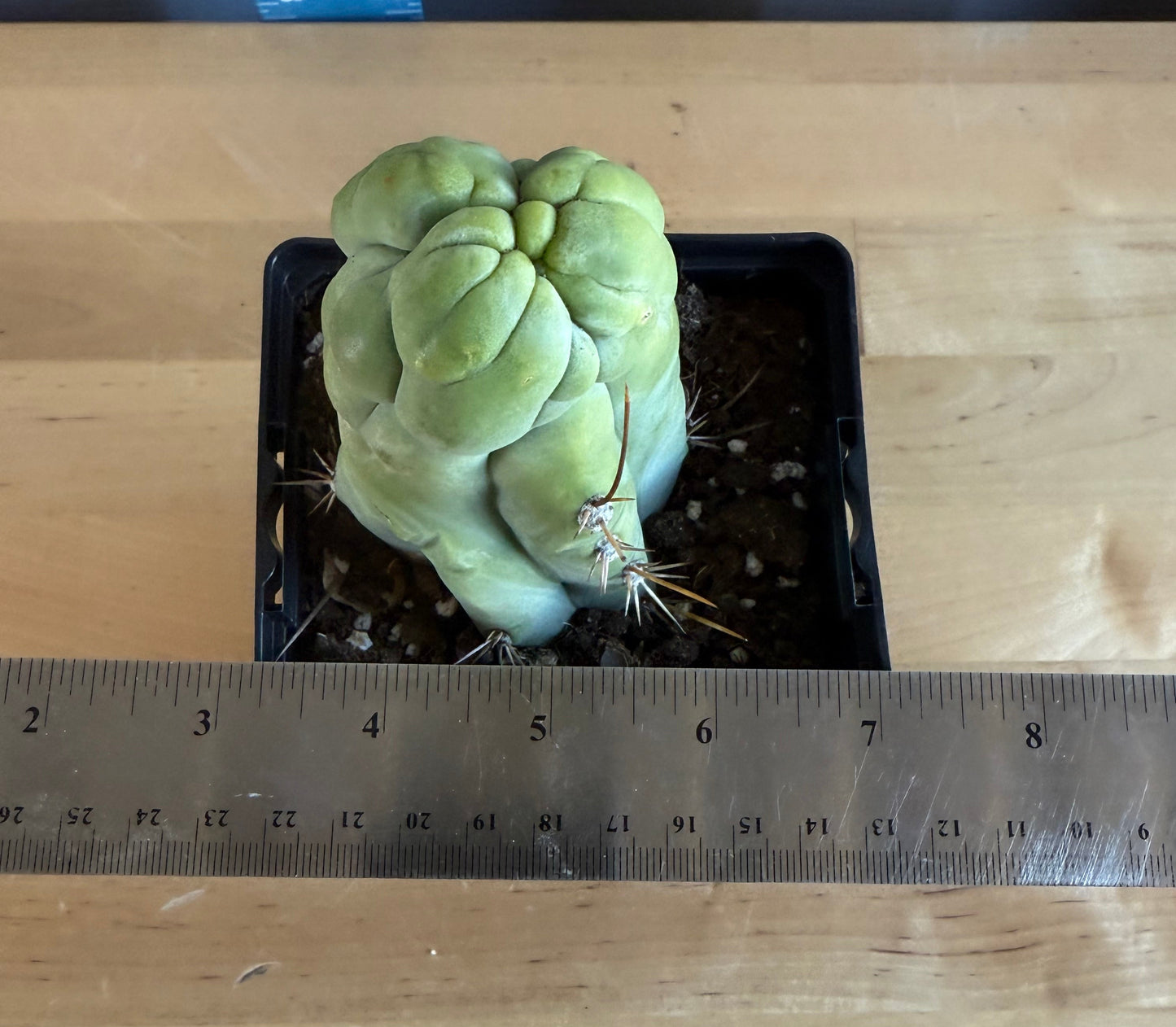 Bruce's Dragon Cactus SH1