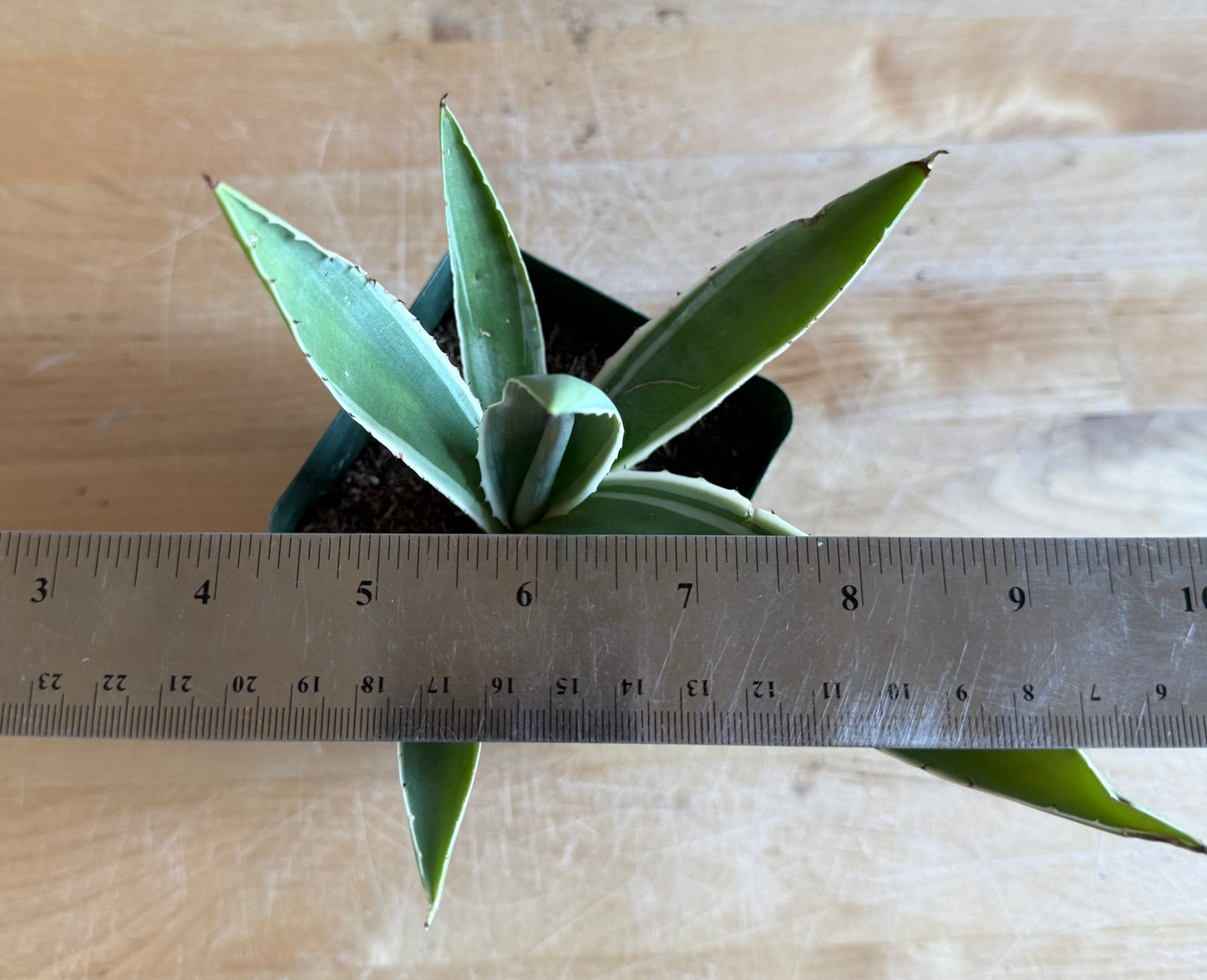 4-inch Agave angustifolia 'Marginata'
