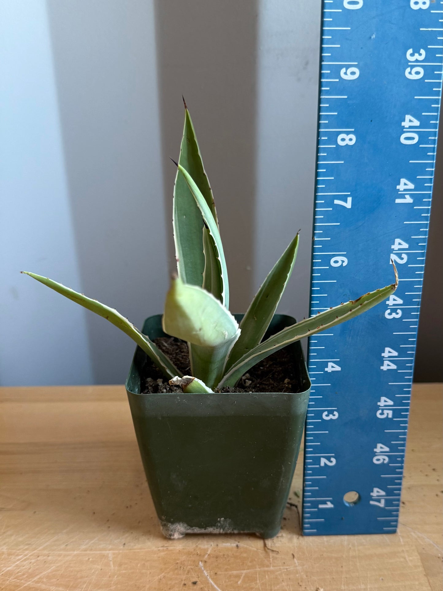 4-inch Agave angustifolia 'Marginata'