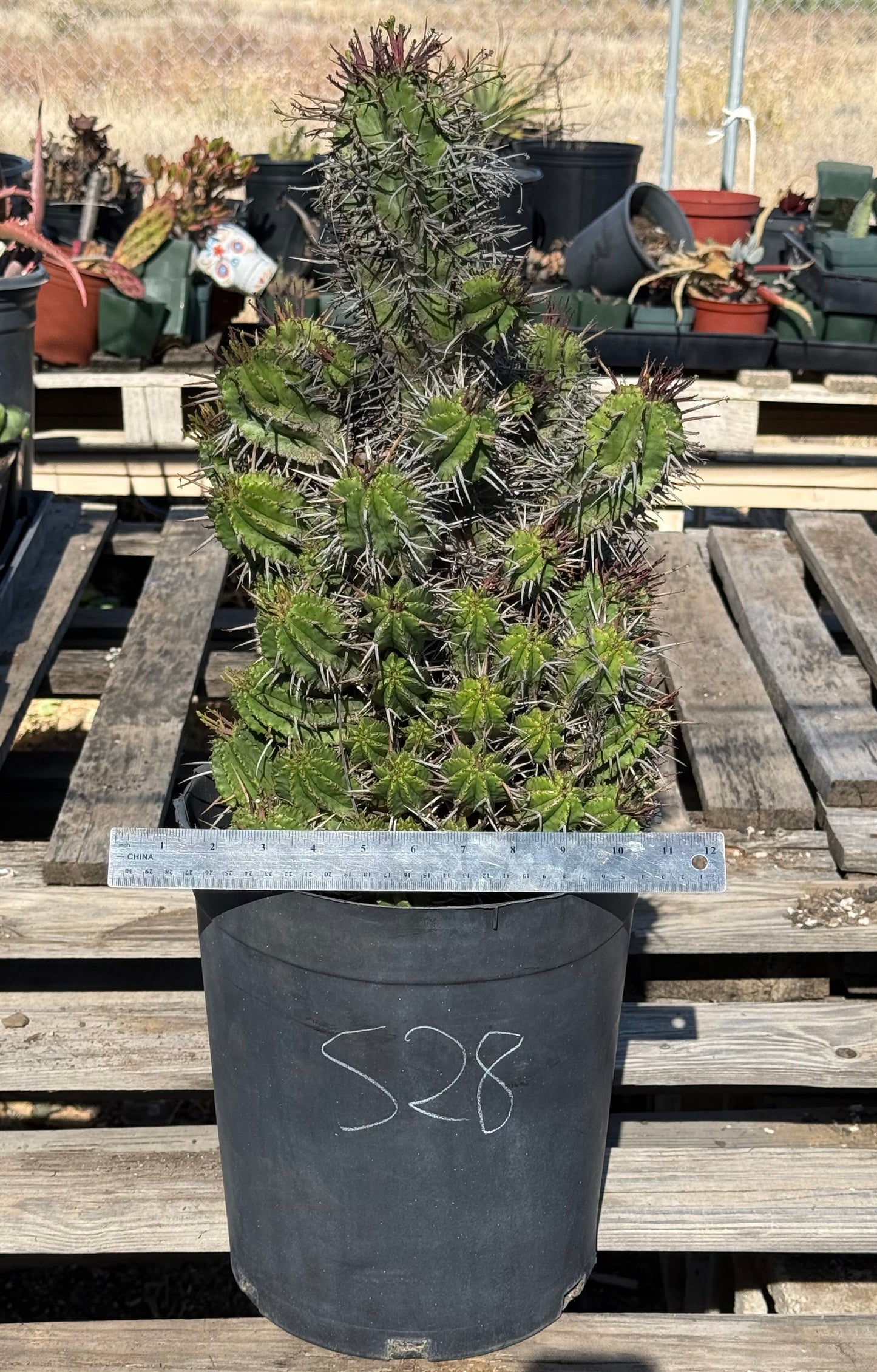 Euphorbia horrida var. noorsveldensis S28 | Large Cluster