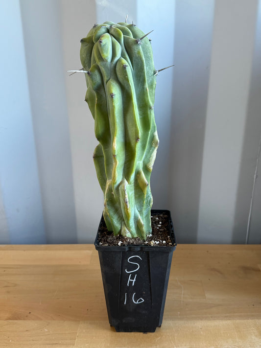 Myrtillocactus geometrizans SH16