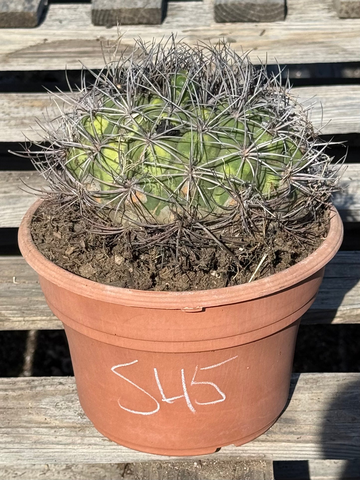 Gymnocalycium saglionis | Giant Chin Cactus S45