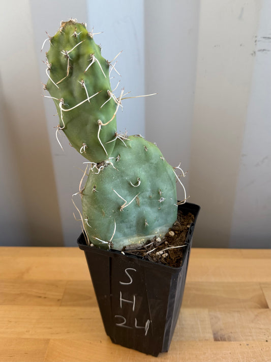 Opuntia sulphurea' SH24 | Sulphur Prickly Pear