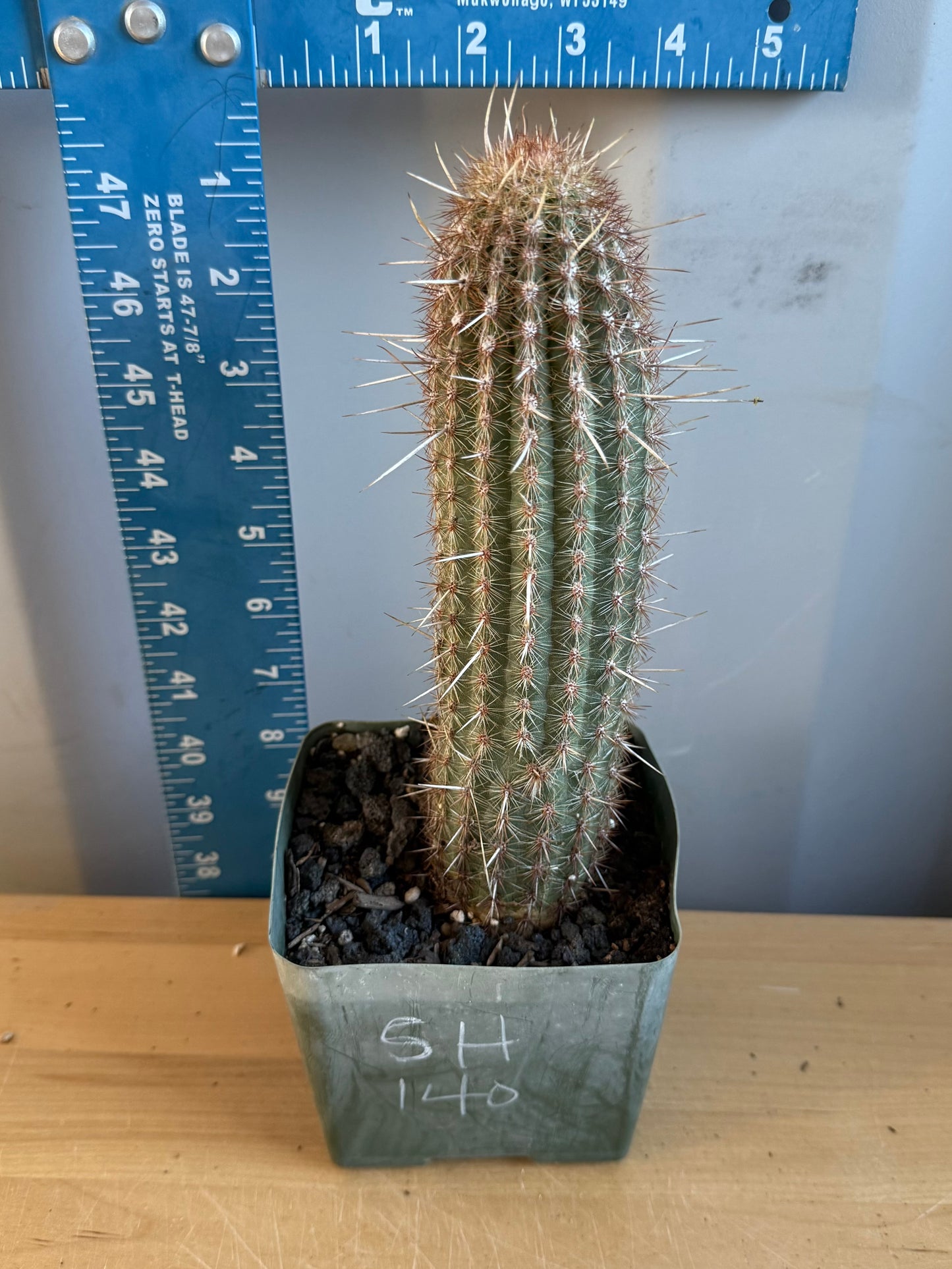 Pilosocereus gounellei SH140