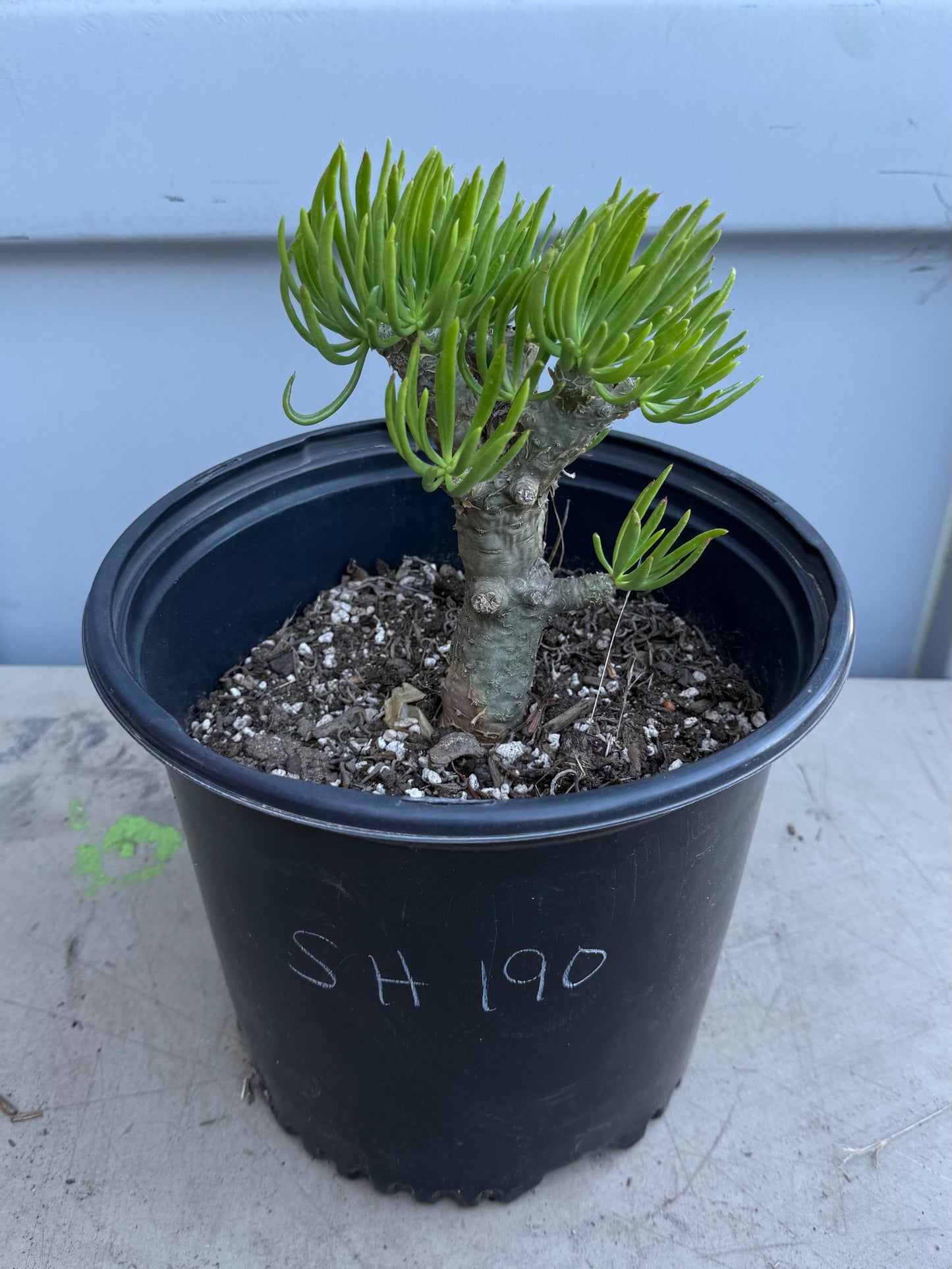 5gal Tylecodon dinteri SH190