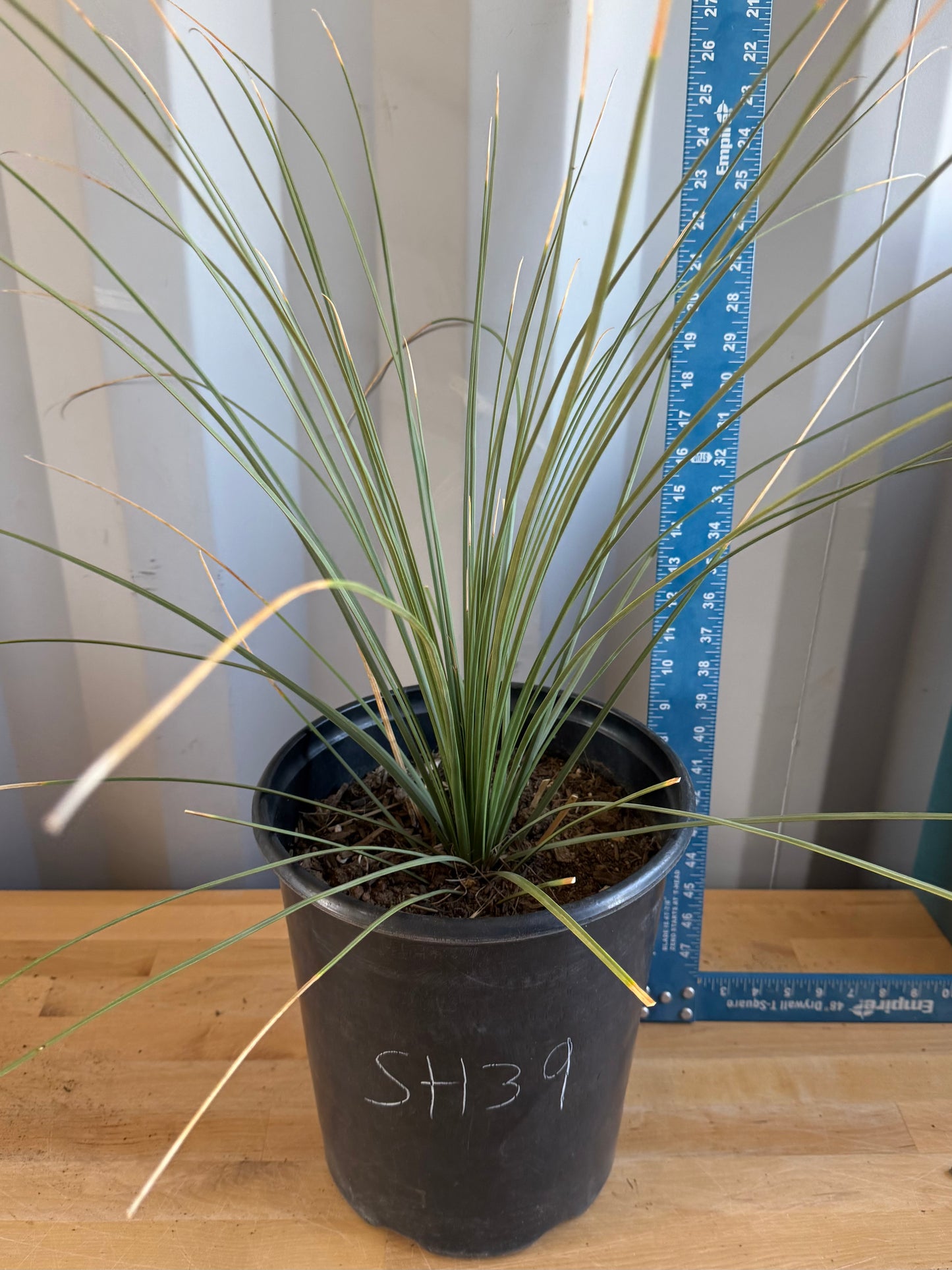 5gal Mexican Grass SH39 | Dasylirion longissimum