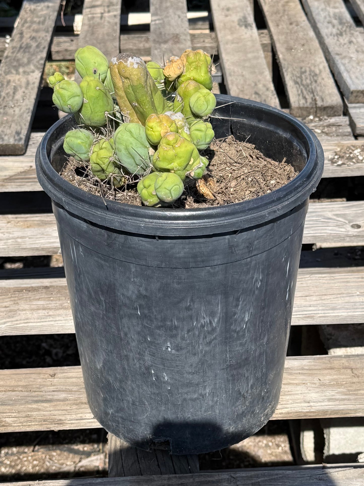 Monstrose Cactus S8