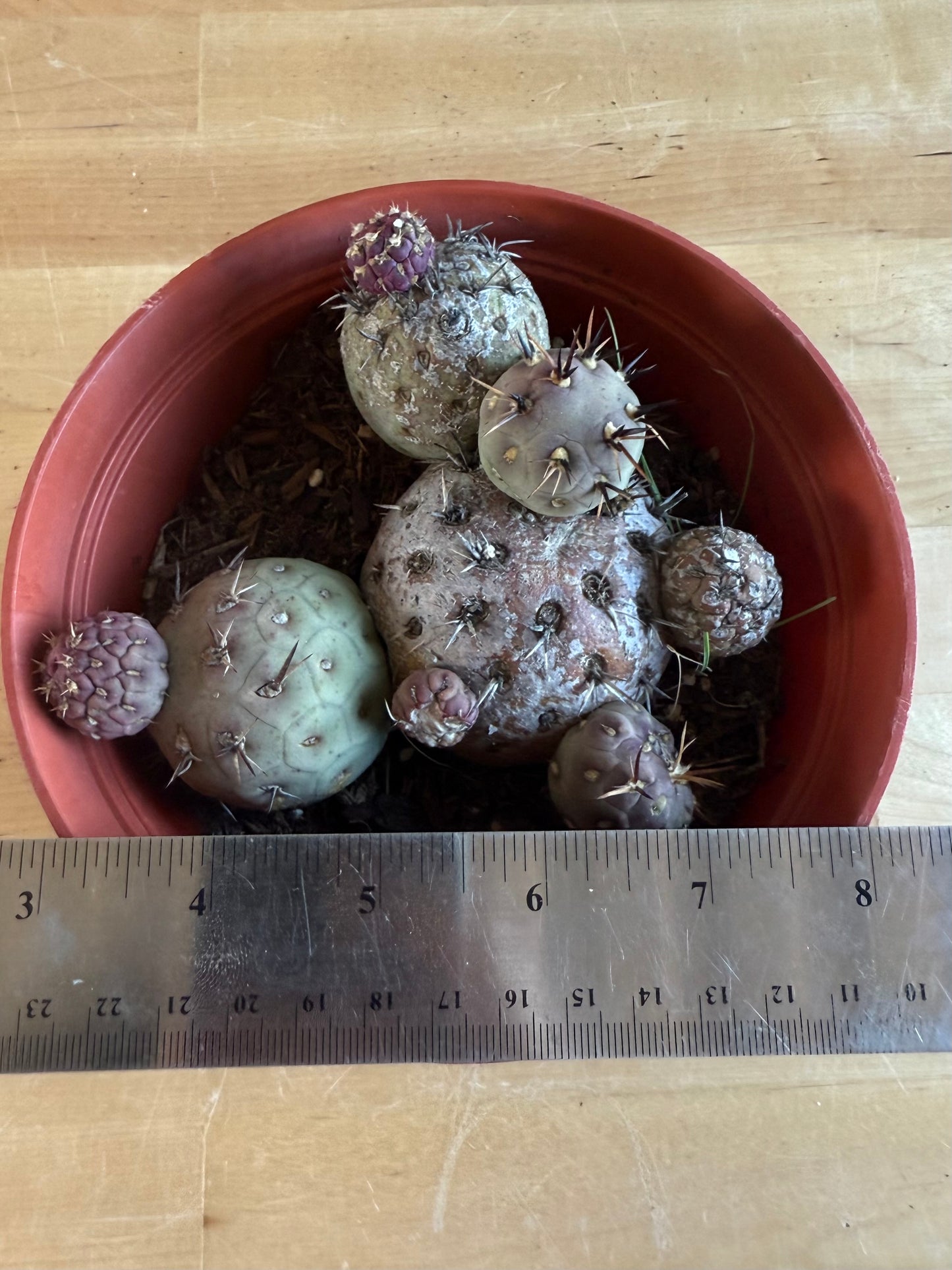 Tephrocactus Geometricus SH103
