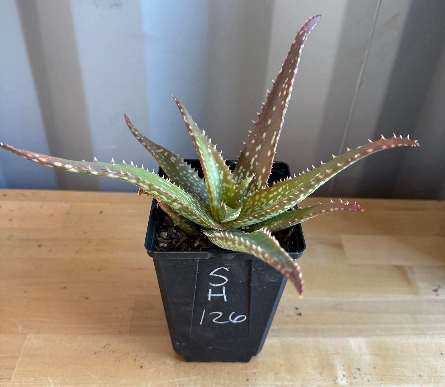 Aloe 'Cynthia Giddy' SH126