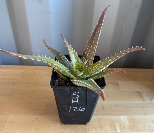 Aloe 'Cynthia Giddy' SH126