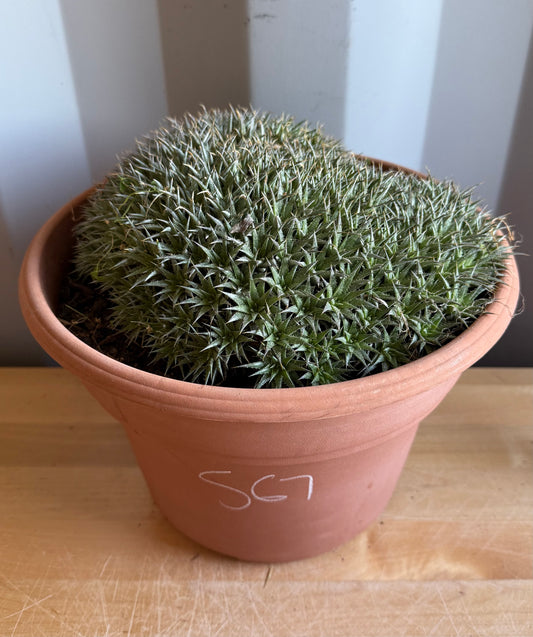 Deuterocohnia brevifolia S67