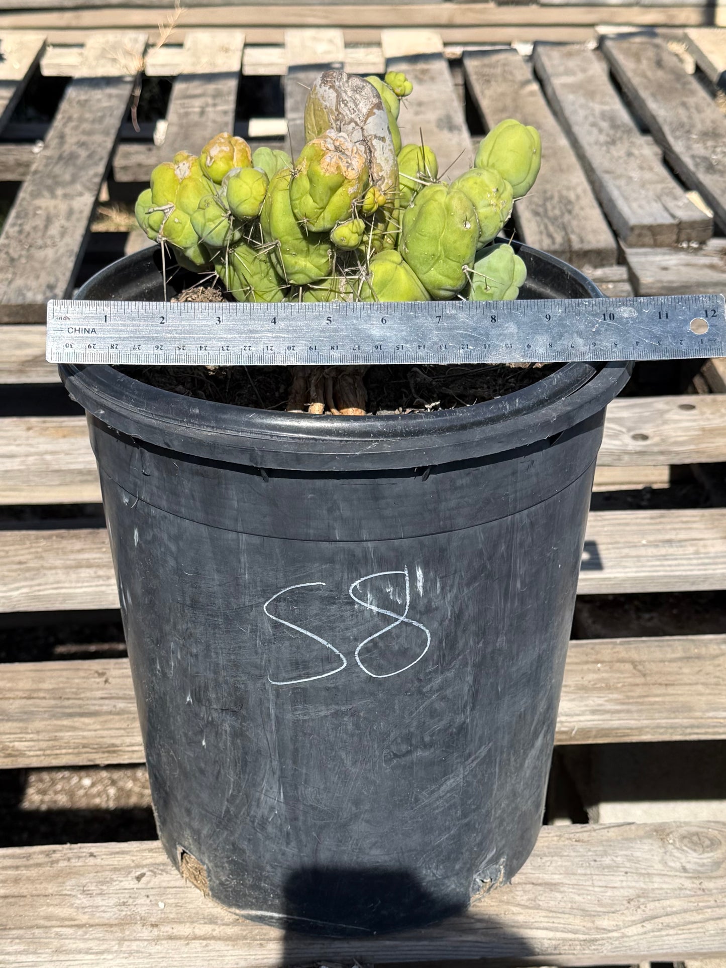 Monstrose Cactus S8