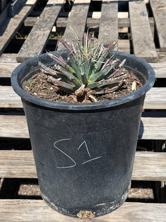 Leuchtenbergia principis S1 | Agave Cactus