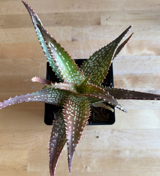 4-inch Aloe 'Cynthia Giddy' S59