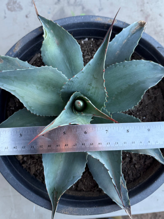 Whale's Tongue Agave SH213 | Agave ovatifolia