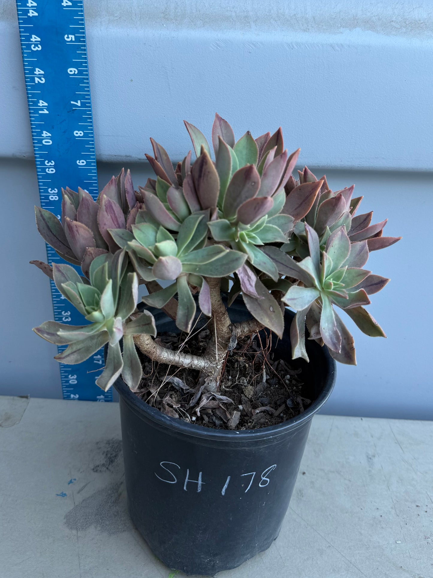 Aeonium leucoblepharum SH178