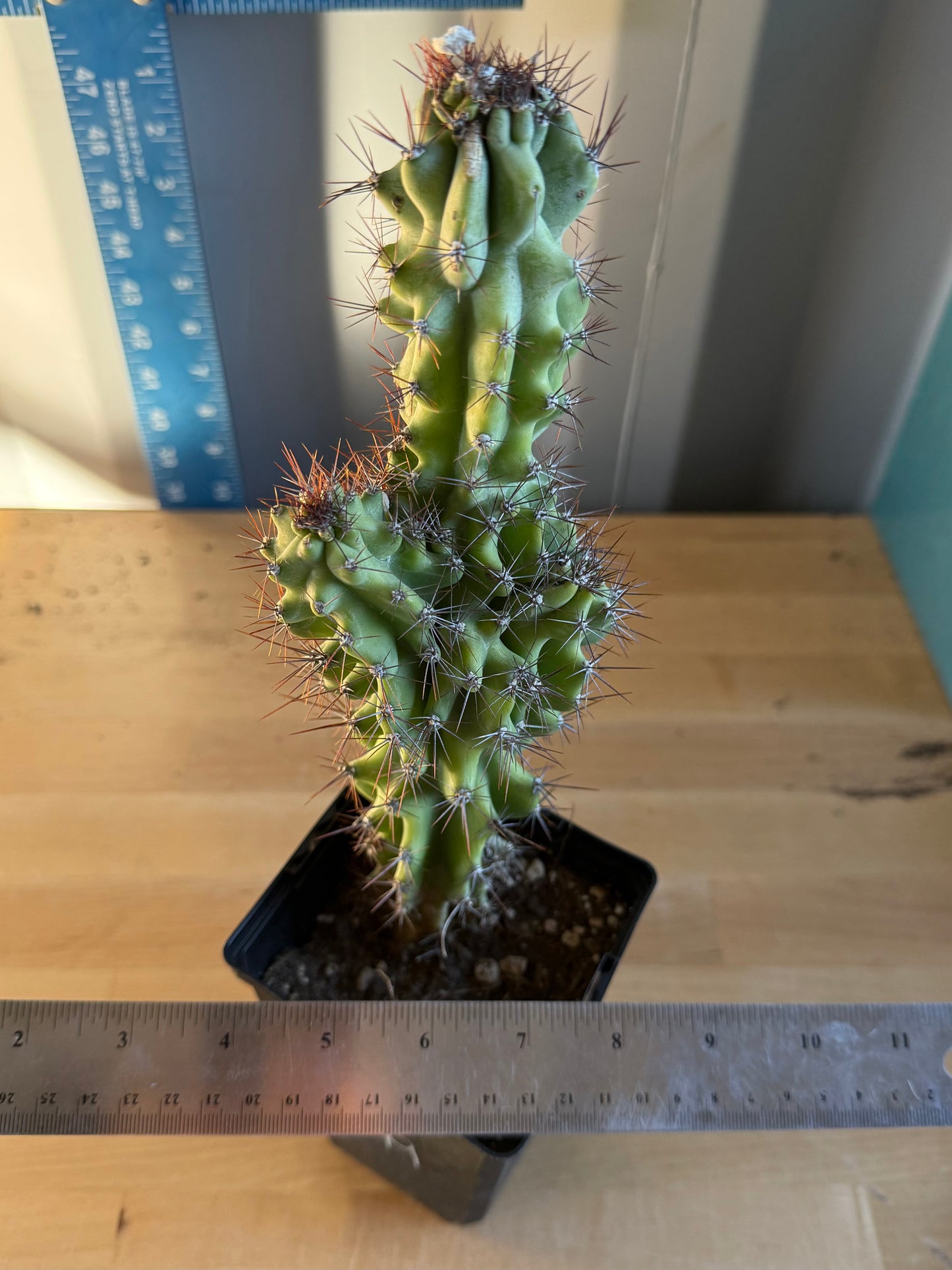Cereus peruvianus monstrose SH149