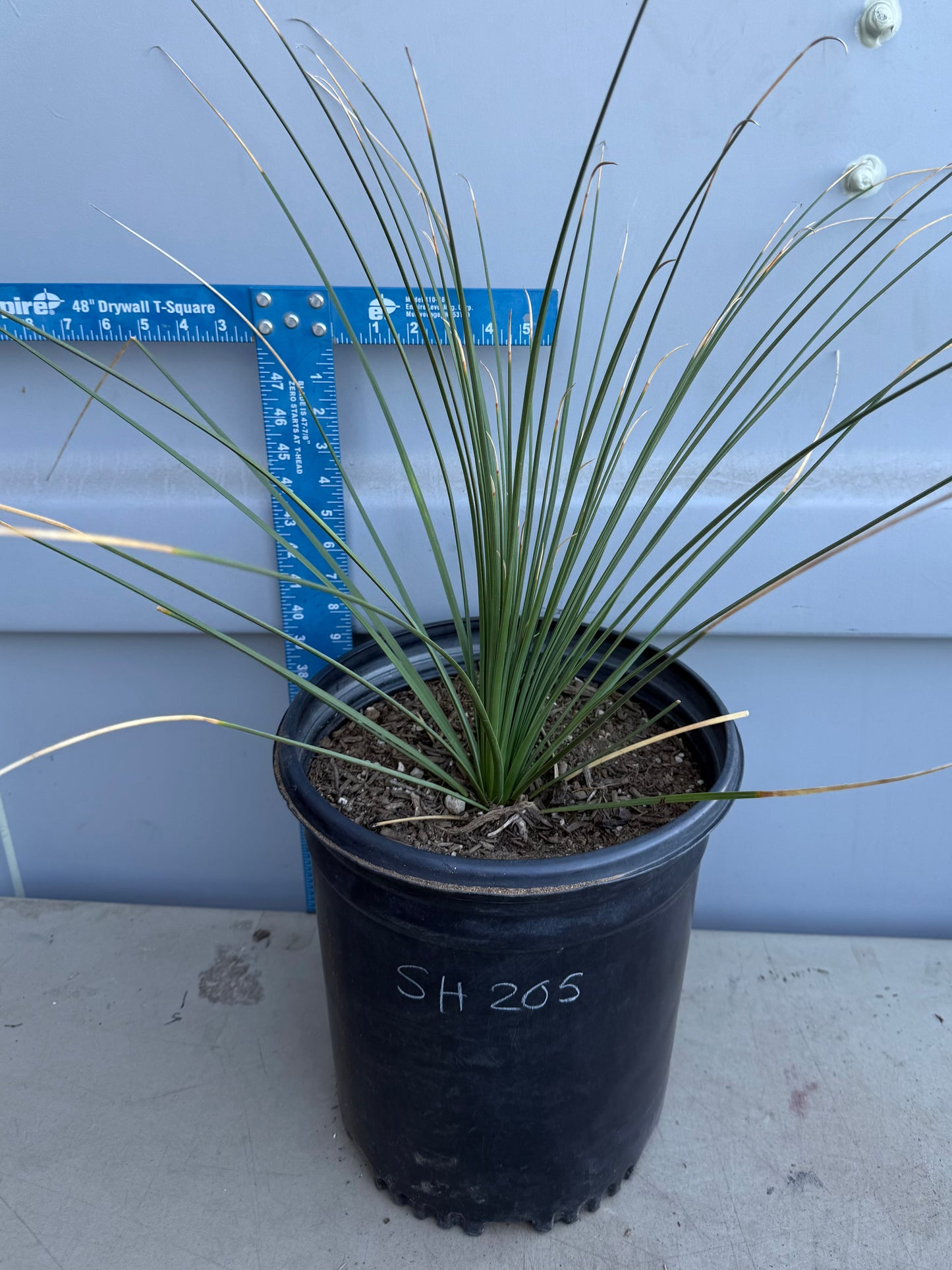 5gal Mexican Grass SH205 | Dasylirion longissimum